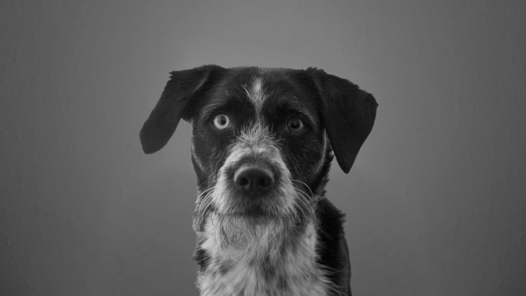 Portrait Nike
